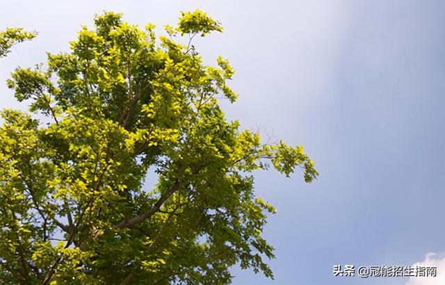 包含四川成都幼師學校招生的詞條